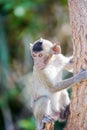 Little monkey looking for something. 8 Royalty Free Stock Photo