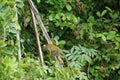 Little Monkey in the Luscious Peruvian Jungle Royalty Free Stock Photo