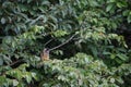 Little Monkey in the Luscious Peruvian Jungle Royalty Free Stock Photo