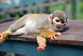 Little monkey lying on wood