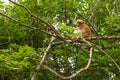 Little monkey or macaque sits on a tree branch in the forest Royalty Free Stock Photo