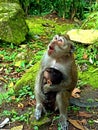 Little monkey and mommy on Merapi National Park