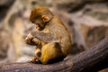 Little monkey. Monkey sitting on a rock, eating a leaf of the tree. Royalty Free Stock Photo