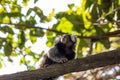 Little monkey popularly known as White-Tailed Sagittarius, Callithrix jacchus, in the `Bosque da Barra` park, in the neighborhood