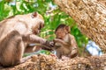 Little monkey portrait. Sits on a tree with his mom Royalty Free Stock Photo