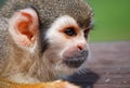Little monkey resting on wood Royalty Free Stock Photo