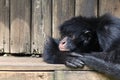 Little monkey resting on wood Royalty Free Stock Photo