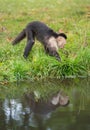 A little monkey at the river Royalty Free Stock Photo