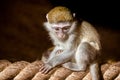 Little monkey on the rope Royalty Free Stock Photo