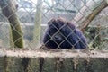 The little monkey is in the cage. Royalty Free Stock Photo