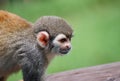 Little monkey seated on wood