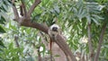 Little monkey sits on the tree branch Royalty Free Stock Photo