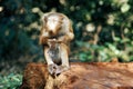 Little monkey sitting on a log examines its arms against the background of the jungle Royalty Free Stock Photo