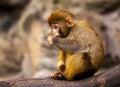 Little monkey. Monkey sitting on a rock, eating a leaf of the tree. Royalty Free Stock Photo