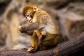 Little monkey. Monkey sitting on a rock, eating a leaf of the tree. Royalty Free Stock Photo