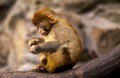 Little monkey. Monkey sitting on a rock, eating a leaf of the tree. Royalty Free Stock Photo