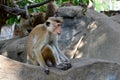 Little monkey sitting on the rock photo Royalty Free Stock Photo