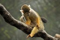 Little monkey sitting on a vine Royalty Free Stock Photo