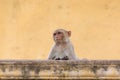 Little monkey sitting on wall of old building Royalty Free Stock Photo