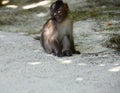 A little monkey sleeps on Monkey Beach Royalty Free Stock Photo