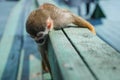 Little monkey slepping on wood Royalty Free Stock Photo