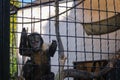 A Little Monkey Stretches Its Paw Through The Metal Bars Of The Cage At The Zoo Royalty Free Stock Photo