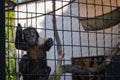 A Little Monkey Stretches Its Paw Through The Metal Bars Of The Cage At The Zoo Royalty Free Stock Photo
