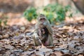 Little Monkey on tree in Thailand Royalty Free Stock Photo