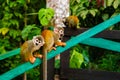 Little monkeys on a branch