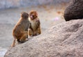 Little monkeys on the rock. Royalty Free Stock Photo