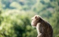 Little monkeys are sitting in front of friends and being taken with a zoom lens gives a beautiful background image.