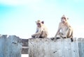 Little monkeys waiting freing