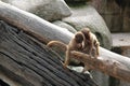 Little monkeys in the zoo playing together