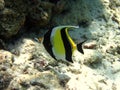 Little Moorish Idol Royalty Free Stock Photo