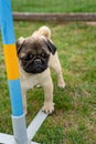 little mops pug dog puppy in a dog school has been trained outdoor