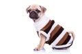Little mops puppy wearing clothes Royalty Free Stock Photo