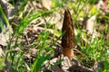 Old morel mushroom Morchella conica in green grass Royalty Free Stock Photo