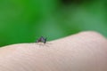 Little mosquito bitting human`s skin Royalty Free Stock Photo