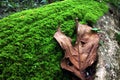 Little moss and dry leaf