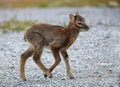 Little mouflon puppy, Ovis musimon.