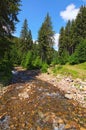 Little mountain fast stream through the forest. Magical scenery of forest and river with rocks. Summer landscape photo