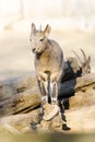 Little mountain goat Royalty Free Stock Photo