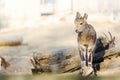 Little mountain goat Royalty Free Stock Photo