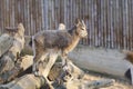 Little mountain goat Royalty Free Stock Photo