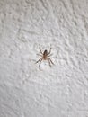 Little mountain spider on the white wall.