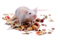 Little mouse Royalty Free Stock Photo