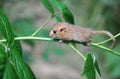 Little mouse Royalty Free Stock Photo