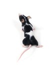 Little mouse Royalty Free Stock Photo