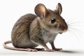 a little mouse Acomys cahirinus created by generative AI Royalty Free Stock Photo