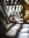 Little mouse caught in cage Royalty Free Stock Photo